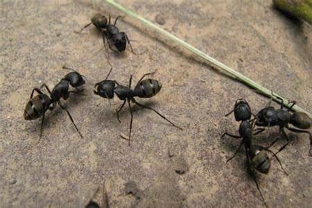 突然很多死螞蟻 鸚鵡飛來家裡